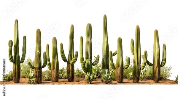 Obraz Saguaro Cacti in the Arizona Desert