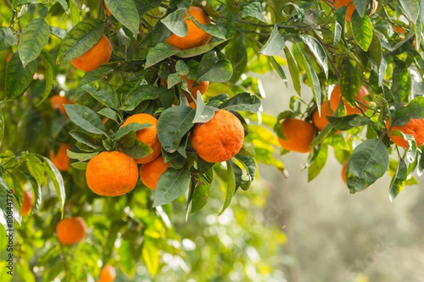 Obraz Oranges on tree, Sicily.