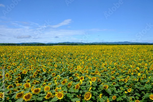 Fototapeta 夏の青空とひまわり