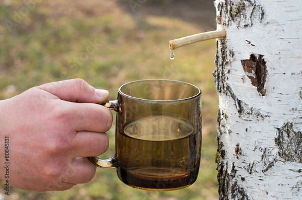 Obraz collect birch sap