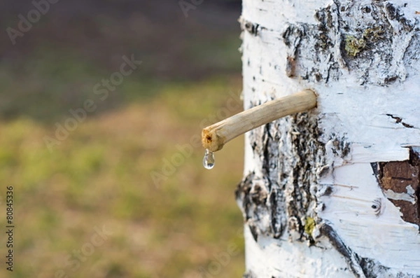 Fototapeta birch sap