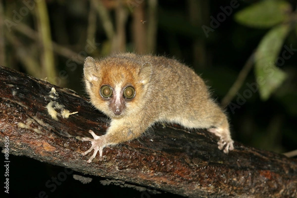 Obraz microcebus