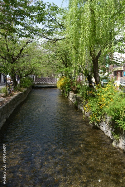 Fototapeta 高瀬川　京都市中京区