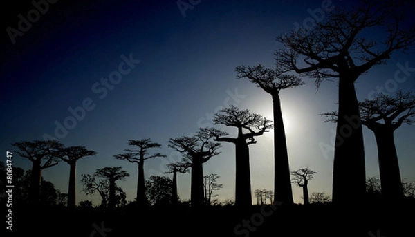 Obraz baobabs