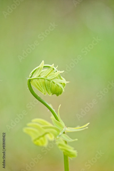 Obraz ゼンマイの若葉