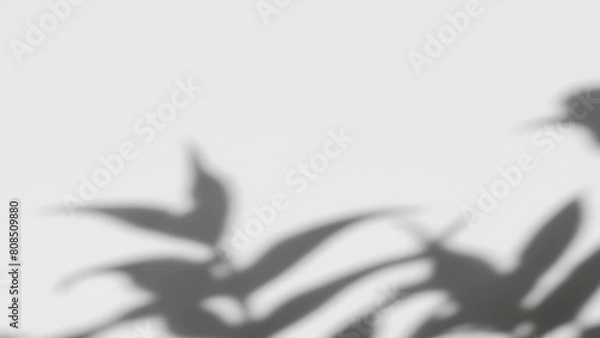 Fototapeta 白い壁に映る抽象的な植物の影のシルエット（乗算などで使用想定）