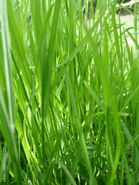 Fototapeta трава