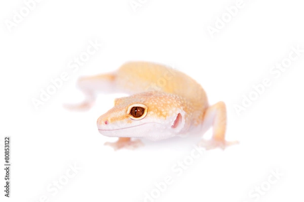 Obraz Albino Leopard Gecko on a white background