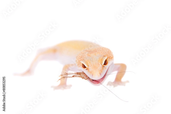 Obraz Albino Leopard Gecko on a white background