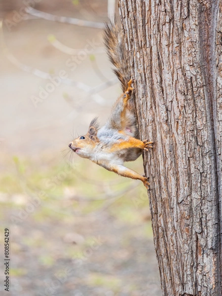 Fototapeta Portrait of a squirrel on a tree trunk