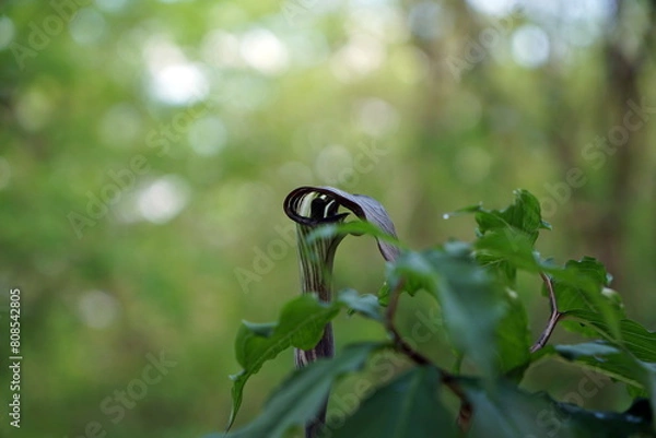 Obraz Arisaema triphyllum アリサエマ・トリフィルム アリサエマ トリフィルム