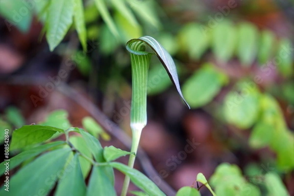 Obraz Arisaema triphyllum アリサエマ・トリフィルム アリサエマ トリフィルム