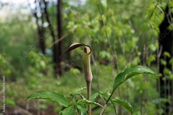 Obraz Arisaema triphyllum アリサエマ・トリフィルム アリサエマ トリフィルム