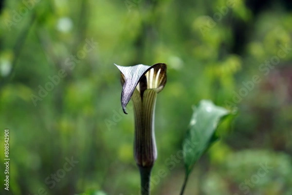 Obraz Arisaema triphyllum アリサエマ・トリフィルム アリサエマ トリフィルム