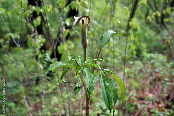 Obraz Arisaema triphyllum アリサエマ・トリフィルム アリサエマ トリフィルム
