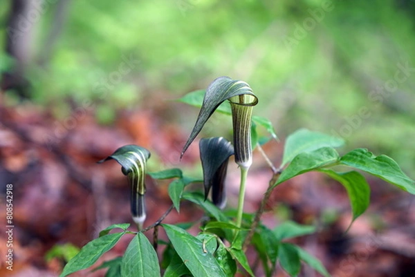 Obraz Arisaema triphyllum アリサエマ・トリフィルム アリサエマ トリフィルム