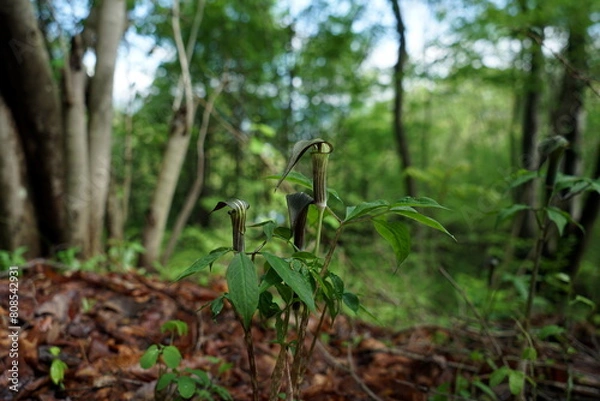 Obraz Arisaema triphyllum アリサエマ・トリフィルム アリサエマ トリフィルム