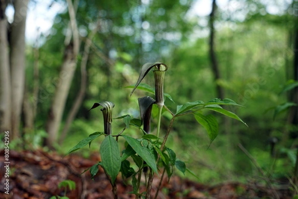 Obraz Arisaema triphyllum アリサエマ・トリフィルム アリサエマ トリフィルム