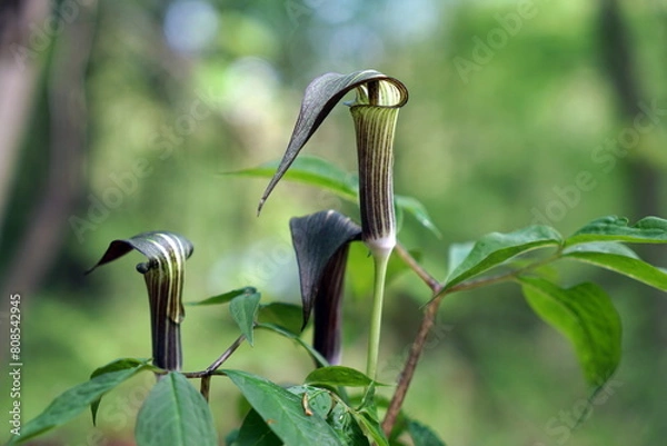 Obraz Arisaema triphyllum アリサエマ・トリフィルム アリサエマ トリフィルム