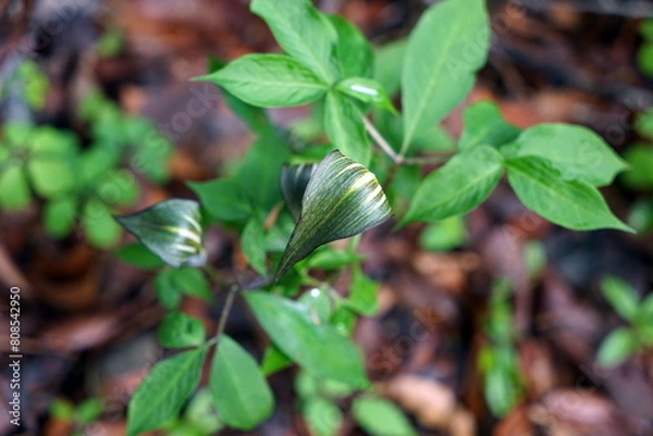 Obraz Arisaema triphyllum アリサエマ・トリフィルム アリサエマ トリフィルム