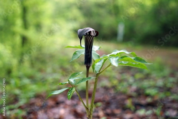 Obraz Arisaema triphyllum アリサエマ・トリフィルム アリサエマ トリフィルム
