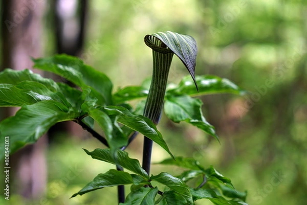 Obraz Arisaema triphyllum アリサエマ・トリフィルム アリサエマ トリフィルム