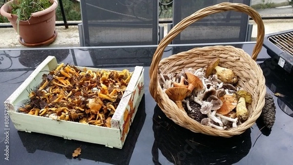 Fototapeta cueillette