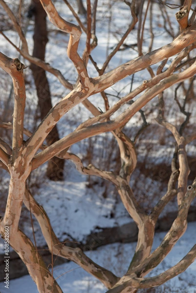Obraz Sunlight Through Bare Winter Branches
