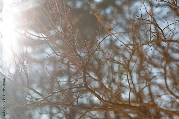 Obraz Sunlight Through Bare Winter Branches
