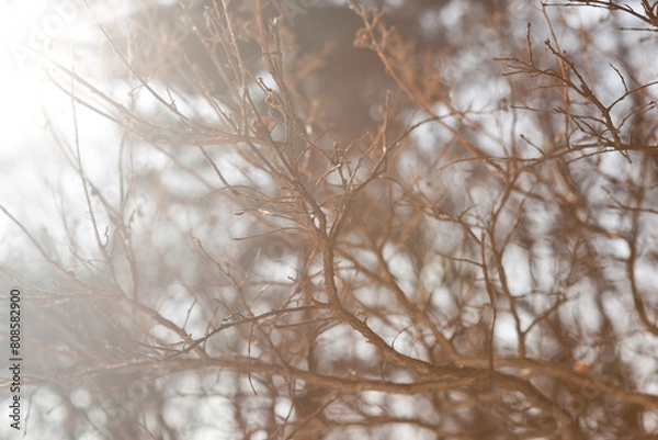 Obraz Sunlight Through Bare Winter Branches

