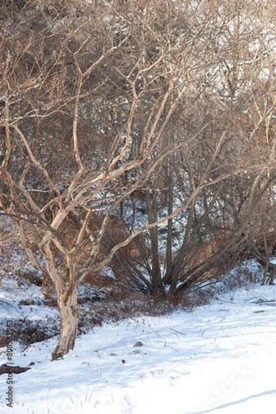 Obraz Snow Covered Forest Path