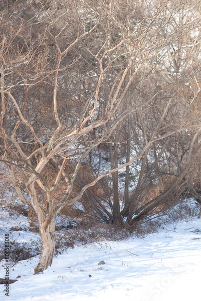 Obraz Snow Covered Forest Path