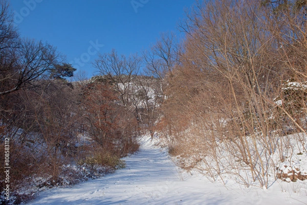 Obraz Snow Covered Forest Path