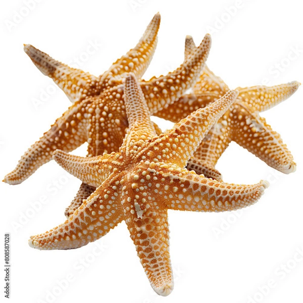 Fototapeta starfishes isolated on transparent background, high resolution photography,