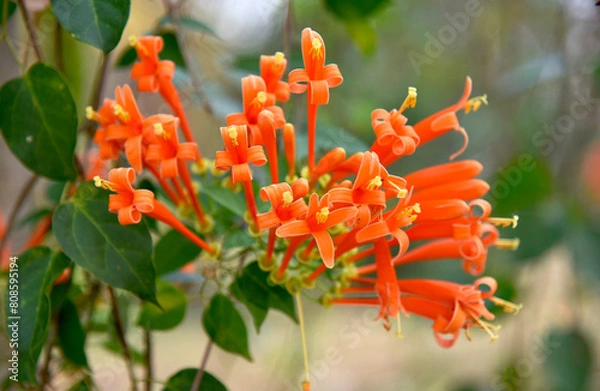 Fototapeta Beautiful orange flowers on a blurred background