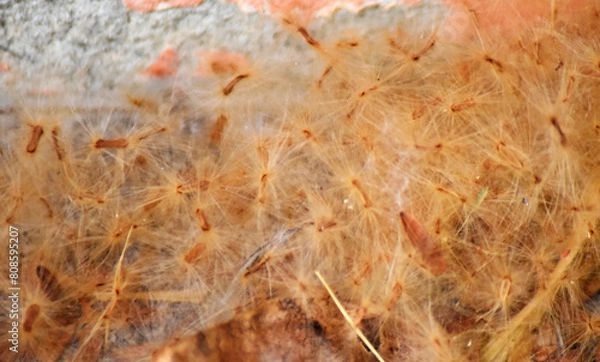 Fototapeta Soft fluff envelops the seeds of Devil flower, Alstonia scholaris.