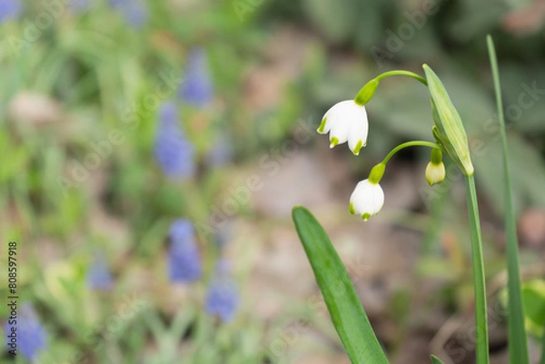 Fototapeta スズラン