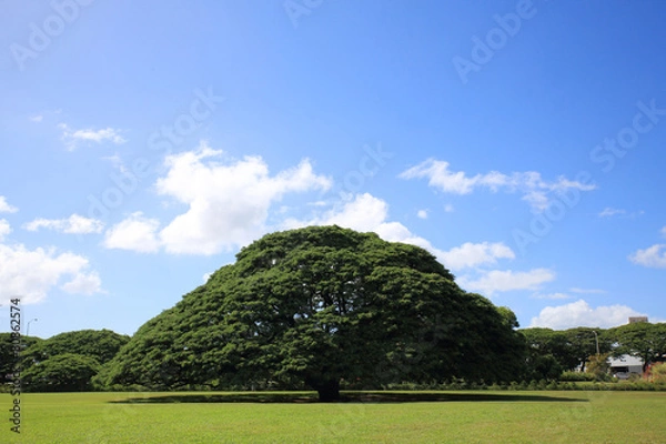 Obraz モンキーポッドツリー