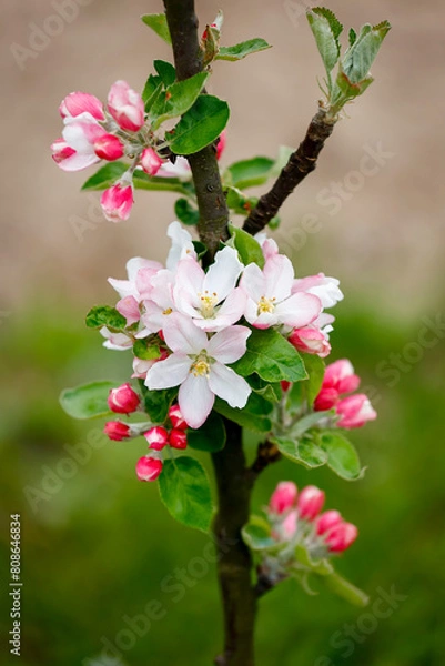 Obraz Kwiat jabłoni