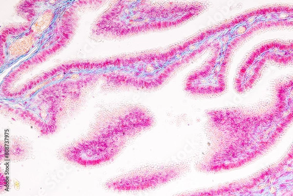 Obraz 
Study of basic animal tissue under a microscope in a laboratory.
