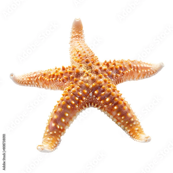 Fototapeta starfish isolated on a transparent PNG background, white background , cut out, clipping path, Generative Ai