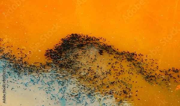 Fototapeta Newly laid frog eggs from European common brown frog, Rana temporaria, swimming in a frog pond in Sibiu, Romania