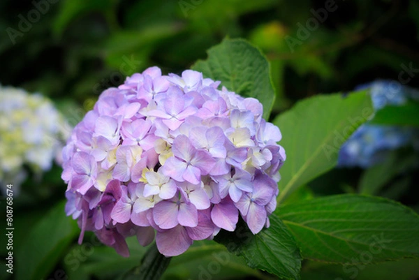 Fototapeta 飛鳥の小径の薄紫色の紫陽花