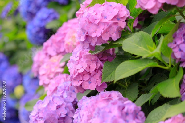 Fototapeta 飛鳥の小径の沢山の紫陽花