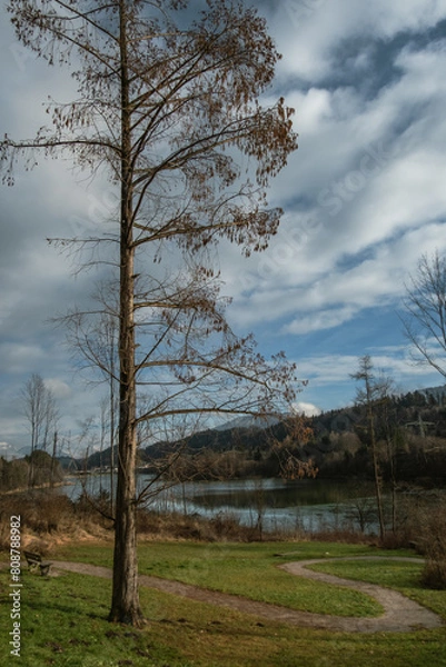 Obraz trees in the forest