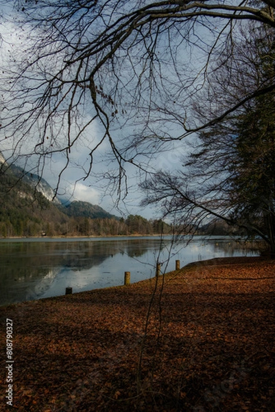 Obraz tree on the lake