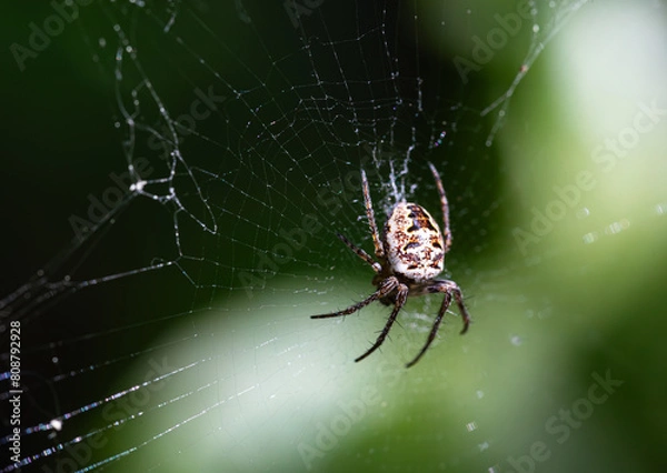 Fototapeta macro of spider on his net in natural background