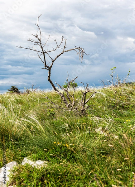 Fototapeta limestone rocks and karst vegetation to trieste plateau