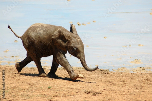 Obraz Słoń, dziecko