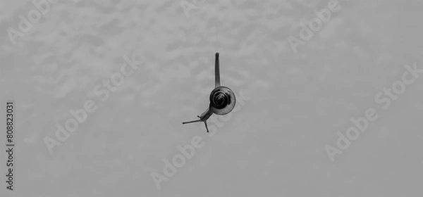 Obraz black and white snail